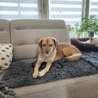 Anhängliche MAJA in 65556 Limburg♥, Hündin zur Adoption