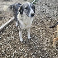 💖 SARAI sucht ihr Zuhause  🐾, Hündin zur Adoption