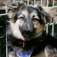 Marta, Hündin zur Adoption