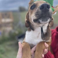 Mandy, zartes Hundemädchen sucht Liebe, Hündin zur Adoption