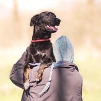 Ruffy - Besonderer Rüde braucht Geduld, Hund zur Adoption