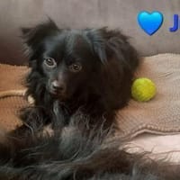 Jul - sucht liebevolle Menschen, Hund zur Adoption