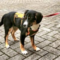 Brianna - geduldige Menschen gesucht, Hündin zur Adoption