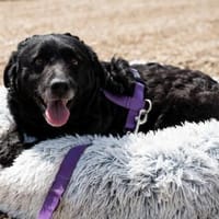 Bounty unser Herzenshund..., Hündin zur Adoption