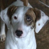 Nivara, geb. 11/2024, G53947 Nettersheim, Hündin zur Adoption