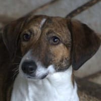 Tanu, geb. ca. 11/2024, 53879 Euskirchen, Hündin zur Adoption