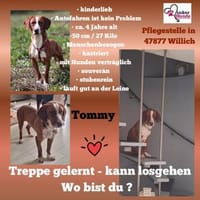 Tommy sucht seine Menschen, Hund zur Adoption