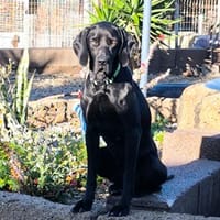 Lula, Hündin zur Adoption