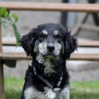 Möchten Sie Sughera eine Chance geben?, Hündin zur Adoption