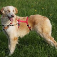 Delia sucht ein liebevolles Heim, Hündin zur Adoption