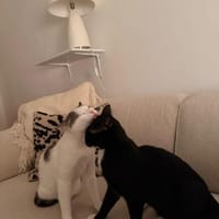 Robin & Zefir 2 kleine lustige Clowns, Kater zur Adoption