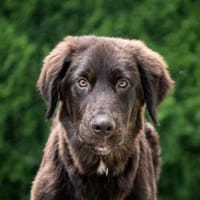 Darf Spike Sie begleiten?, Hund zur Adoption