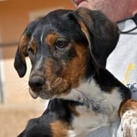 Gionny möchte Sie durch Leben begleiten, Hund zur Adoption