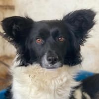 Aeris, geb. ca. 11/2024, 30655 Hannover, Hund zur Adoption