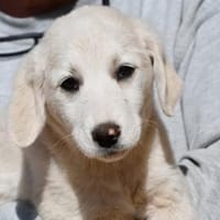 Gala möchte Vertrauen schenken, Hündin zur Adoption