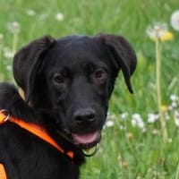 Salsa bringt Ihnen Freude, Hündin zur Adoption