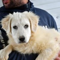 Cash freut sich auf Sie!, Hund zur Adoption