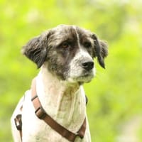 Bella unser Herzenshund.., Hündin zur Adoption