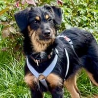 Darf Thora zu Ihrer Familie gehören?, Hündin zur Adoption
