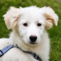 Sorgen Sie für Lisa?, Hündin zur Adoption
