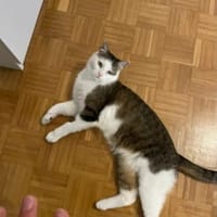 Jonny Stattlicher Kater sucht  Familie, Kater zur Adoption