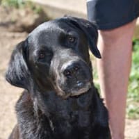 Margot sucht engen Familienanschluss, Hündin zur Adoption