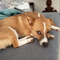 Ella💕 wartet in 30171 Hannover, Hündin zur Adoption