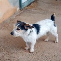 Kann Rudy Ihr Herz erwärmen?, Hund zur Adoption