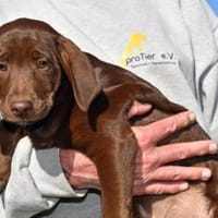 Biscotto wünscht sich eigene Familie, Hund zur Adoption