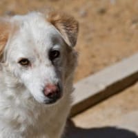 April sucht passendes Zuhause, Hündin zur Adoption