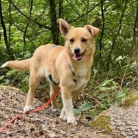 Margherita sucht Familienanschluss, Hündin zur Adoption