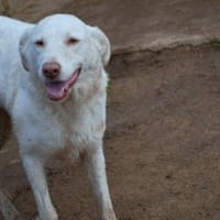 Priscilla sucht ein liebevolles Zuhause, Hündin zur Adoption