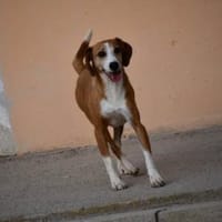 Linus sucht sein Glück, Hund zur Adoption