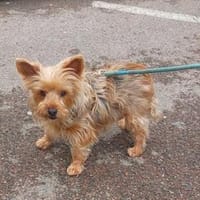 Geben Sie Dora ihr Traumzuhause?, Hündin zur Adoption
