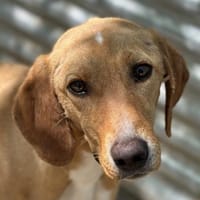 Gitano, geb. 01/24, 33142 Büren-Wewelsb., Hund zur Adoption