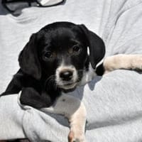 Baffo möchte eigene Familie finden, Hund zur Adoption