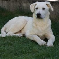 Camelia möchte zu Ihnen gehören, Hündin zur Adoption