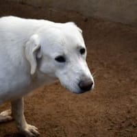 Brando möchte Ihr Familienhund werden, Hund zur Adoption