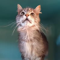 TOBY2  CHA, chat à adopter