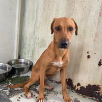 LEGOLAS, chien à adopter