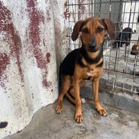 GALADRIEL, chienne à adopter