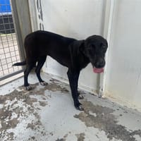ARWEN, chienne à adopter