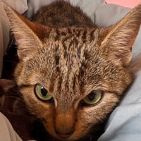Tikki, chatte à adopter