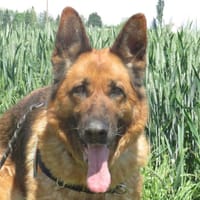 INK, chienne à adopter