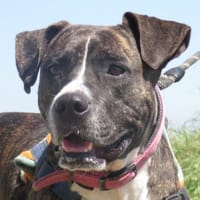 DOUCINE, chienne à adopter