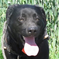 RIO, chien à adopter