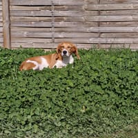 GUINIE, chien à adopter