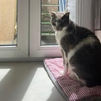 VICTOR, chat à adopter