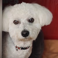 CHARLY, chien à adopter