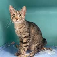 ANNA, chatte à adopter